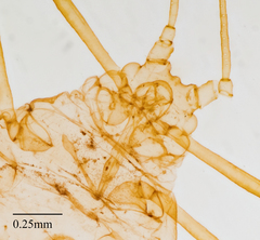 Hyperomyzus lactucae