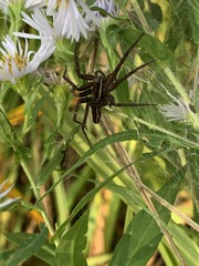 Dolomedes striatus