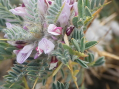 Astragalus siculus