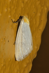 Chrysoecia thoracica