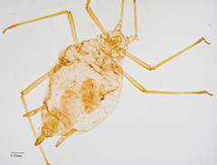 Hyperomyzus lactucae