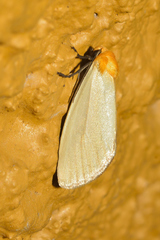 Chrysoecia thoracica
