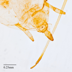 Hyperomyzus lactucae