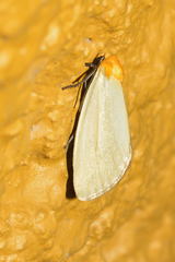 Chrysoecia thoracica