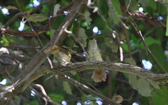 Phyllastrephus scandens