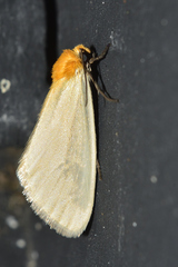 Chrysoecia thoracica