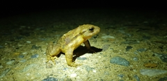 Bufo stejnegeri