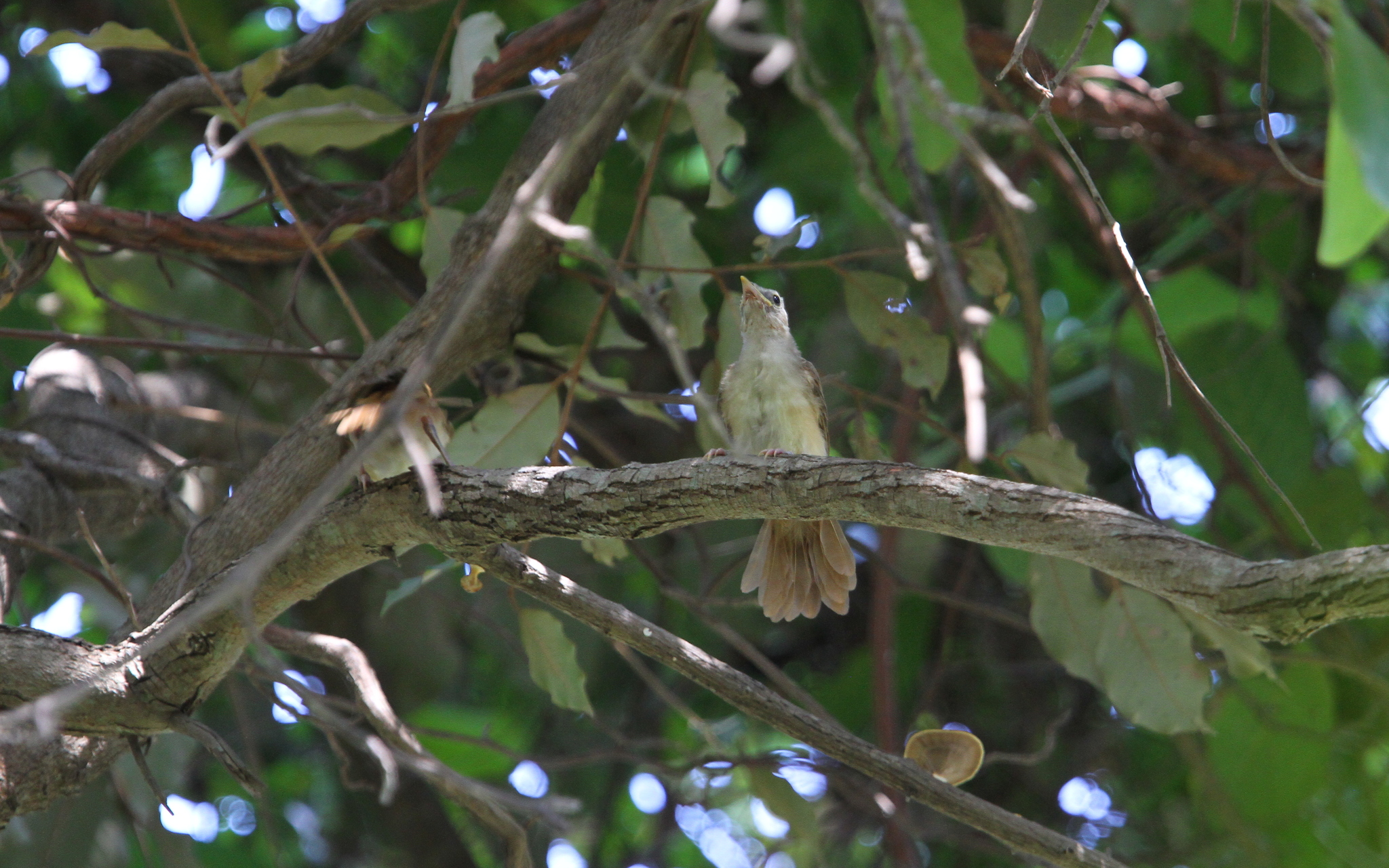Leaf-love (Phyllastrephus scandens), photo 4