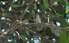 Phyllastrephus scandens