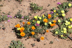 Heliophila variabilis