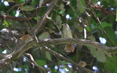 Phyllastrephus scandens