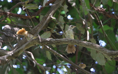 Phyllastrephus scandens