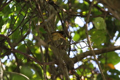 Phyllastrephus scandens