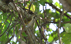 Phyllastrephus scandens