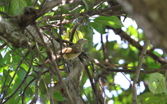 Phyllastrephus scandens