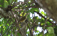 Phyllastrephus scandens