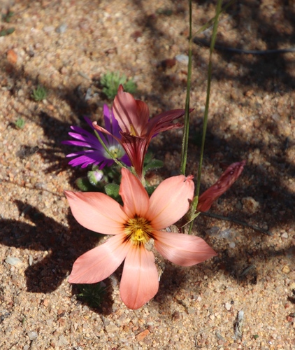 Image of Romulea namaquensis by (c) Tony Rebelo, some rights reserved (CC BY-SA)