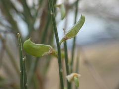 Genista aetnensis