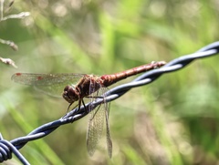 Sympetrum vulgatum