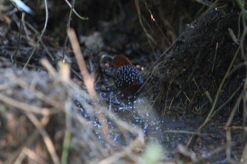 White-spotted Flufftail (Sarothrura pulchra), photo 6