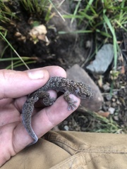 Afroedura nivaria