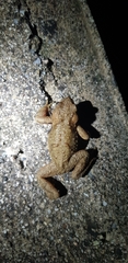 Bufo stejnegeri