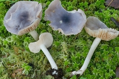 Entoloma indigoferum