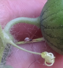 Latrodectus geometricus