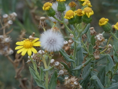 Senecio aetnensis