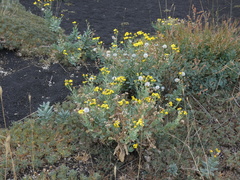 Senecio aetnensis