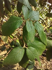 Viburnum rhytidophyllum