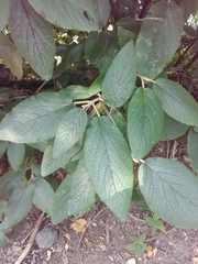 Viburnum rhytidophyllum