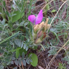 Oxytropis bracteata