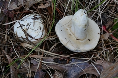 Xanthoconium stramineum