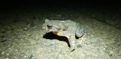 Bufo stejnegeri