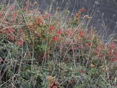 Berberis aetnensis