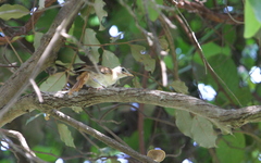 Phyllastrephus scandens