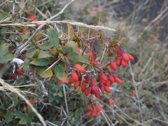 Berberis aetnensis