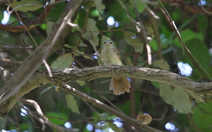 Phyllastrephus scandens