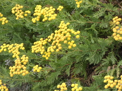 Tanacetum siculum