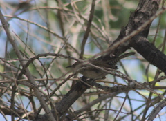 Thryomanes bewickii