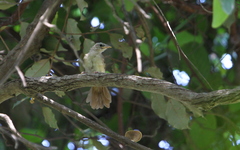 Phyllastrephus scandens