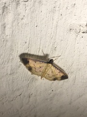 Eulepte gastralis