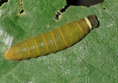 Coladenia indrani
