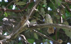 Phyllastrephus scandens