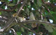 Phyllastrephus scandens