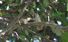 Phyllastrephus scandens