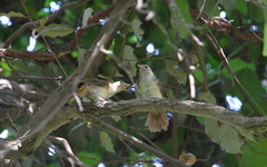 Phyllastrephus scandens