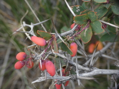 Berberis aetnensis
