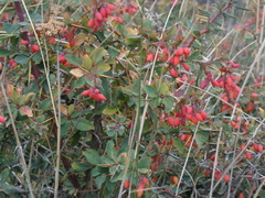 Berberis aetnensis